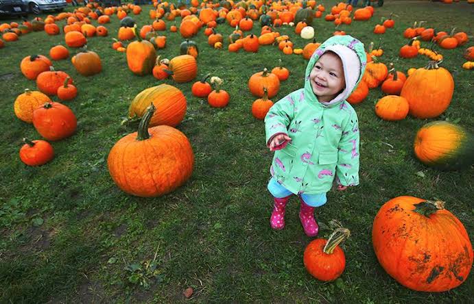 Mr. Tree's Pumpkin Patch in Happy Valley