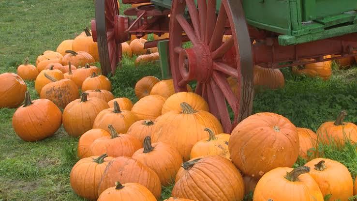 Pumpkin Corners Pumpkin Patch in Stamford