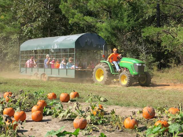 Pumpkins with a Purpose in Jacksonville