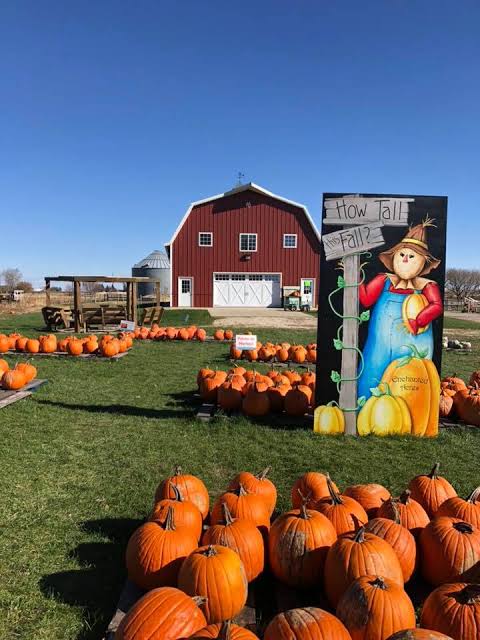 San Clemente pumpkin patch - TAGHAVI Farms in San Clemente