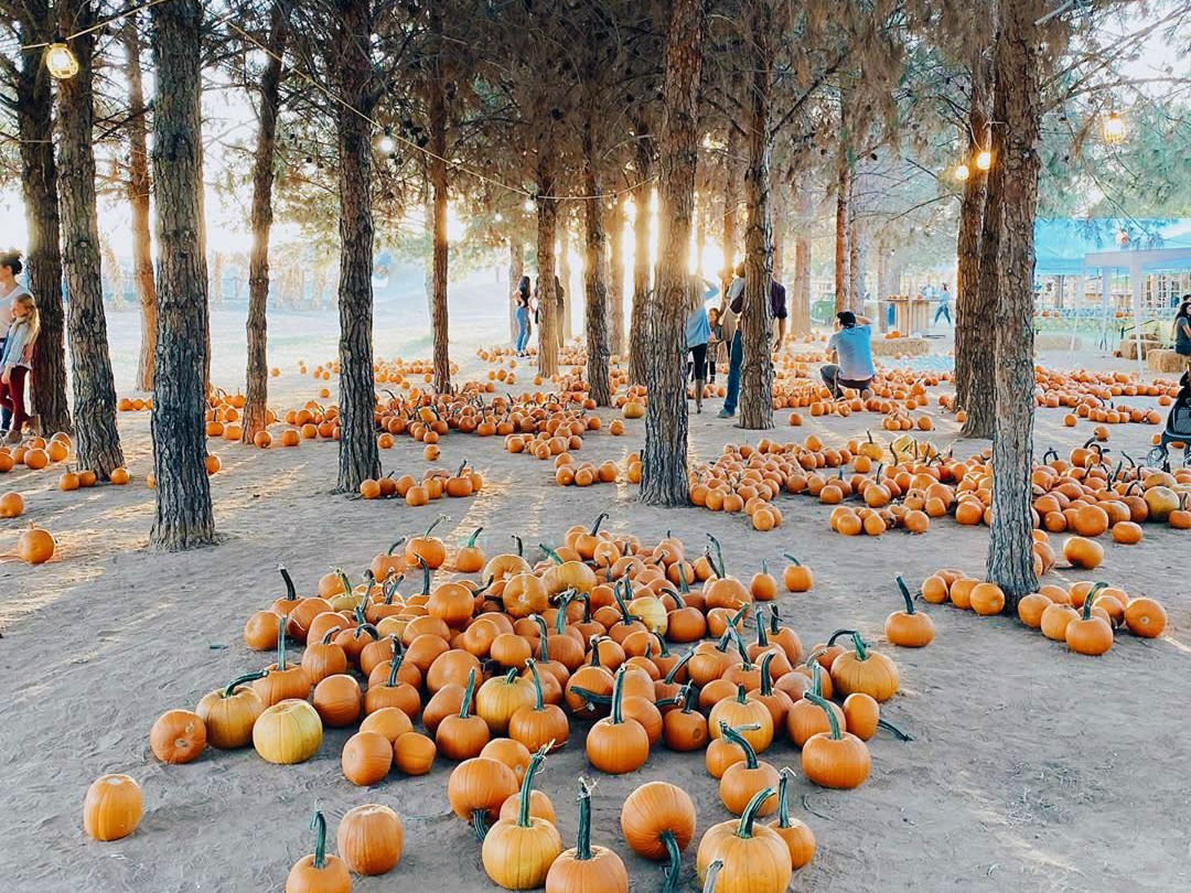 Baker's Pumpkin Patch in Plankinton