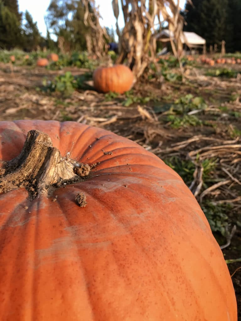 Cradick Pumpkin Farm in Kevil